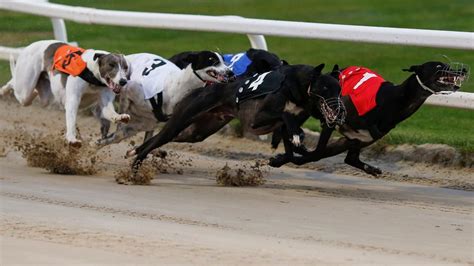 sporting life greyhound tips